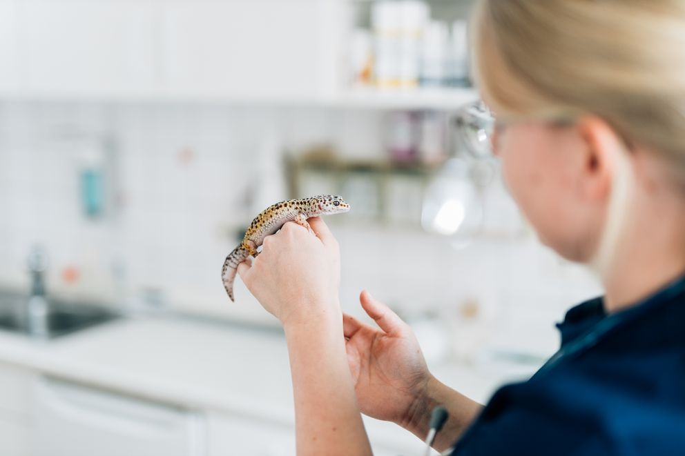Reptilienbehandlung