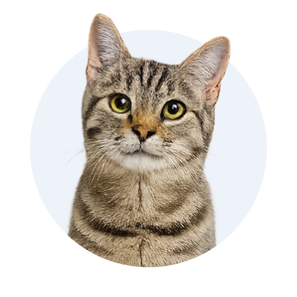 Katze