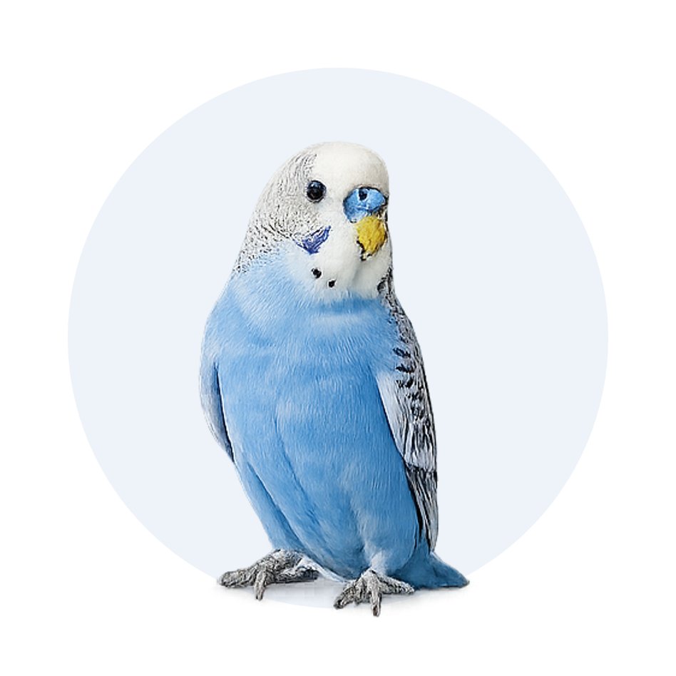 Vogel